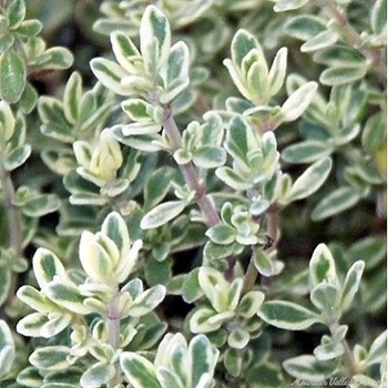 Thymus argenteus 'Hi-Ho Silver' 