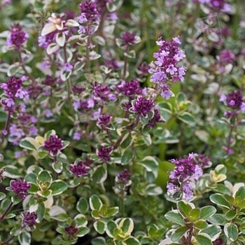 Thymus pulegioides 'Foxley' 