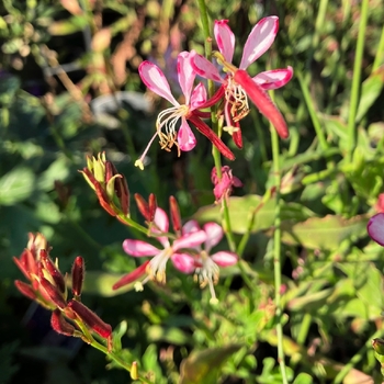 Gaura lindheimeri 'Rosy Jane' PP22290