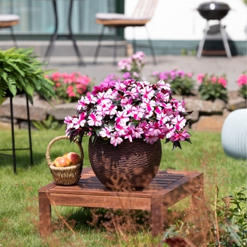 Impatiens 'Magnum Violet Star' 