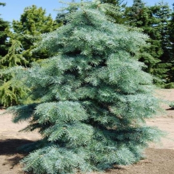 Abies concolor 'Blue Cloak'