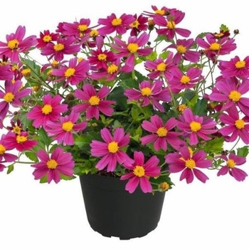 Bidens aurea 'Bee Pink Buzz' 