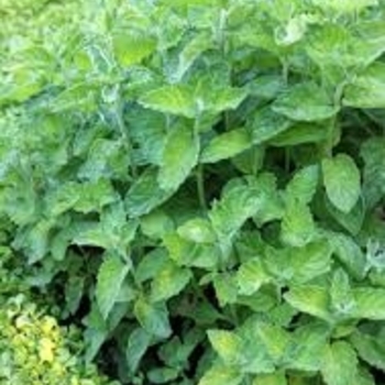 Mentha suaveolens 'Variegata'