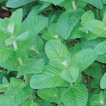 Mentha suaveolens