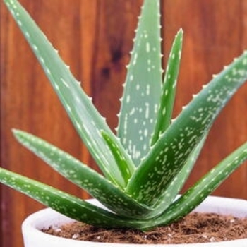 Aloe vulgaris