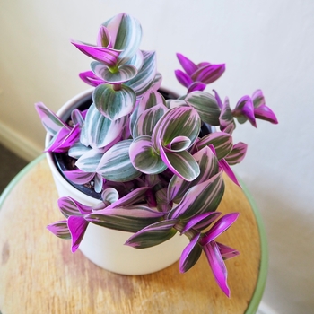 Tradescantia albiflora 'Nanouk' 