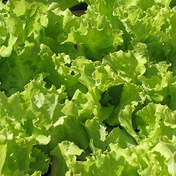 Lactuca sativa 'SImpson Elite'