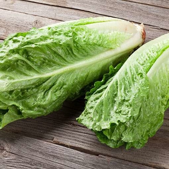 Lactuca sativa 'Parris Island (Cos)'