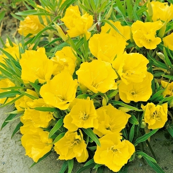 Oenothera macrocarpa
