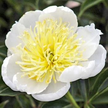 Paeonia lactiflora 'White Sands' 