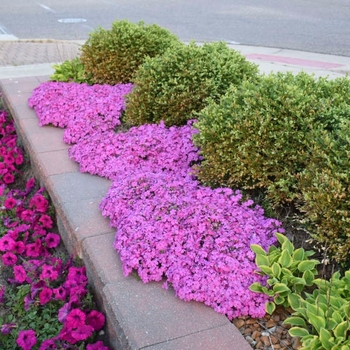 Phlox subulata 'Drummond's Pink' 