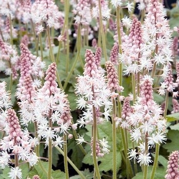 Tiarella cordifolia 'Oakleaf'