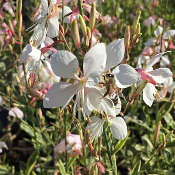 Gaura lindheimeri 'Walsilfou' USPP29340P2