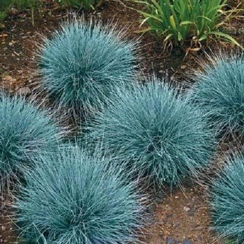 Festuca 'Cool as Ice'