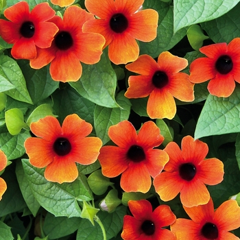 Thunbergia 'Red Orange' 30,823