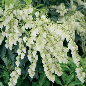 Pieris japonica 'Historyland Supreme' 