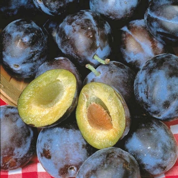 Prunus domestica 'Stanley' 