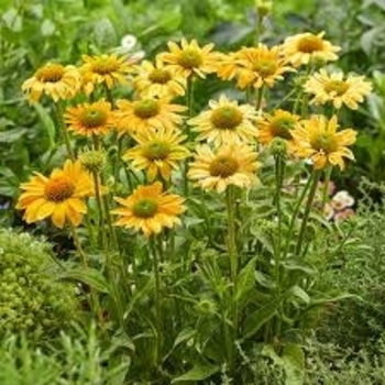 Echinacea purpurea 'Mellow Yellow' 