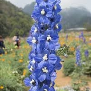 Delphinium elatum 'Blue Bird' 