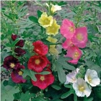 Alcea ficifolia 'Las Vegas' 