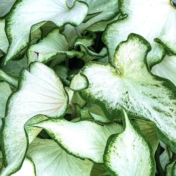 Caladium 'White Pearl' 