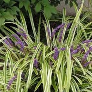 Liriope spicata 'Variegata' 