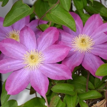 Clematis 'Pink champagne' Kakio