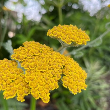 Achillea millefolium 'Skysail Fire' 