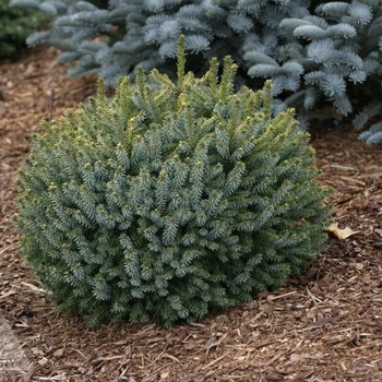 Picea omorika 'Nana' 