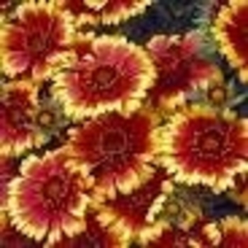 Gaillardia x grandiflora