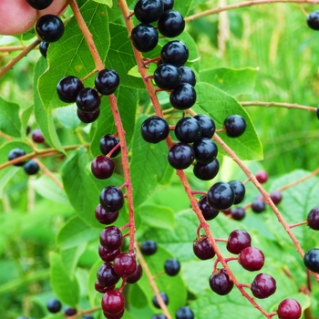 Prunus virginiana