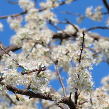 Prunus angustifolia