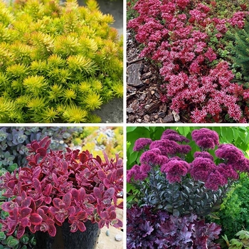 Sedum 