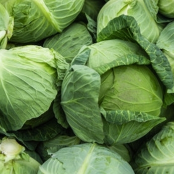 Brassica oleracea 'Late Flat Dutch'