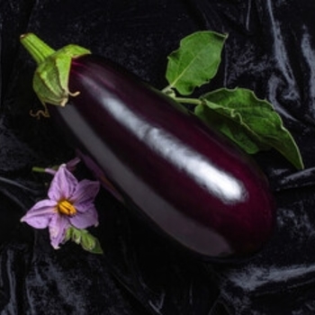 Solanum melongena 'Black Beauty'