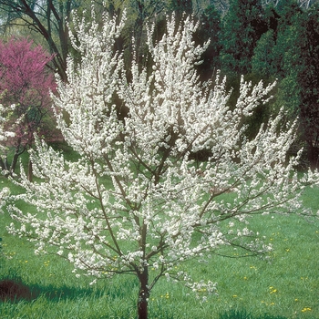 Prunus americana 'Marsh' 