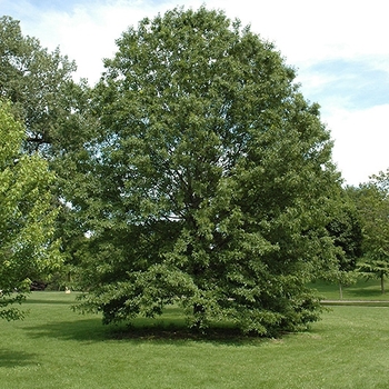 Quercus ellipsoidalis