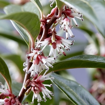 Sarcococca hookeriana var. humilis 'Sarsid 1' USPP27491P2