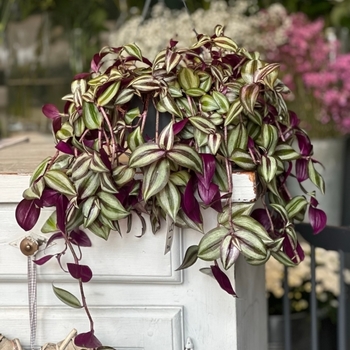 Tradescantia zebrinus