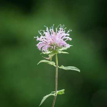 Monarda fistulosa
