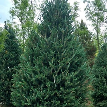 Picea glauca 'Montrose Spire' 