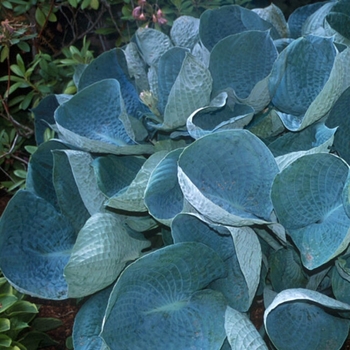 Hosta 'Yellow River'