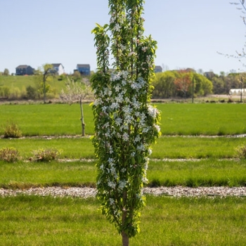 Malus x adstringens 'Jefwall' PP35109
