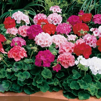 Pelargonium