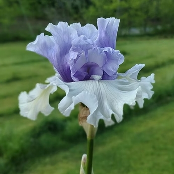 Iris germanica 'Wintry Sky' 
