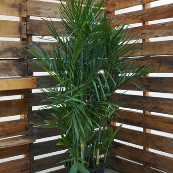 Chamaedorea seifrizii