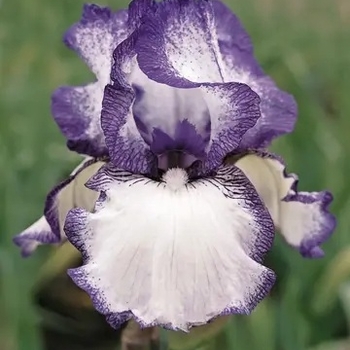 Iris germanica 'Hemstitched' 