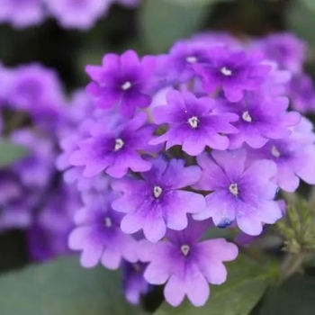 Verbena 