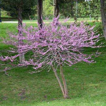 Cercis canadensis 'Minnesota Strain' 