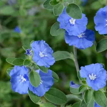 Evolvulus glomeratus 'Hawaiian Blue Eyes' 